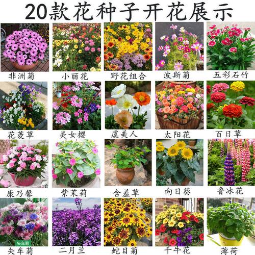 20款四季易种花种子花开不断易成活花土壤盆栽花园花卉植物花草籽