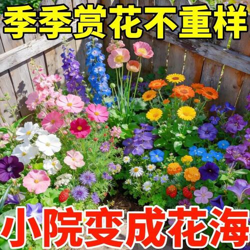 野花组合花种子籽孑四季播种花苗格桑花花籽易活花卉花大全草盆栽