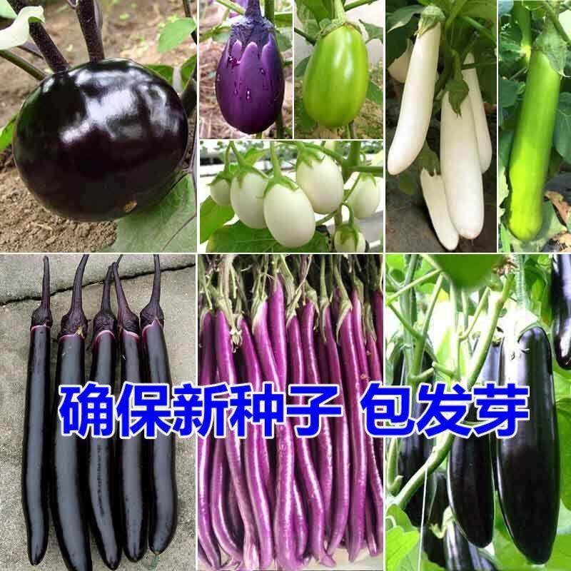 蔬菜种子菜种籽种孑西红柿草茄莓香菜番黄瓜辣椒西瓜蔬苗四季大全