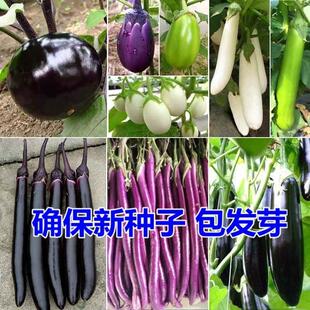 蔬菜种子菜种籽种孑西红柿草茄莓香菜番黄瓜辣椒西瓜蔬苗四季大全