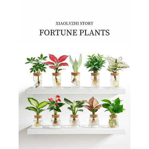 水培植物室内好养办公室桌面小绿植四季花卉盆栽绿萝发财树吉利红