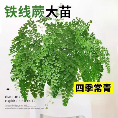 线蕨苔藓球盆栽水培植物大叶大颗客厅绿植室内桌面吸铁甲醛好养活