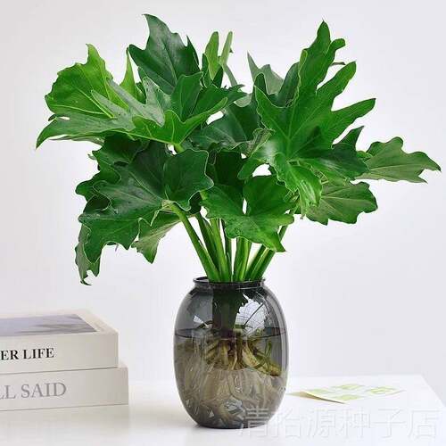 春羽水培植物盆栽室内客厅办公室桌面花卉大叶龟背竹好养绿植