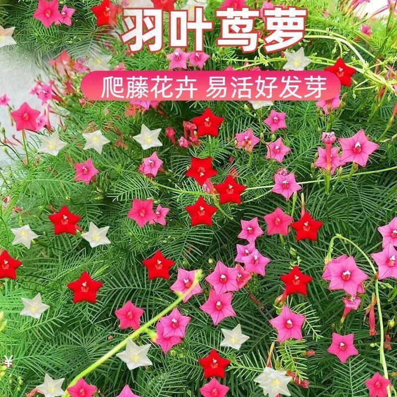 羽叶茑萝花土壤庭院爬藤植物五角星花爬墙花盆栽阳台四季花卉土壤
