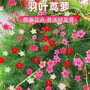 羽叶茑萝花土壤庭院爬藤植物五角星花爬墙花盆栽阳台四季花卉土壤
