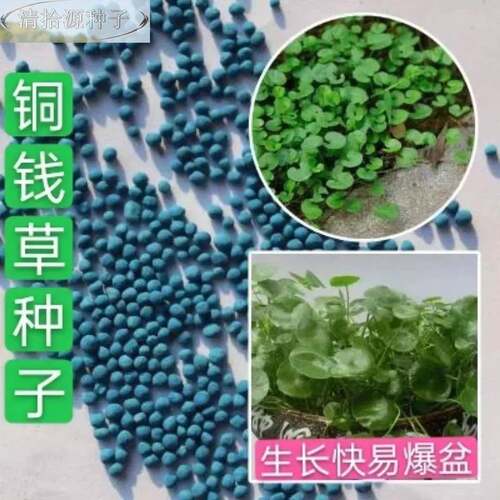 铜钱草籽种子大物叶子水养种种籽草水培植花卉招财盆栽室内常绿