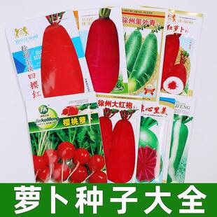 萝卜大白菜胡萝卜种子种籽甜脆凤梨红白青水果萝卜蔬菜籽种孑大全