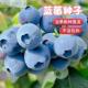 兔眼蓝莓种子30粒装 新采莓优选 越橘蓝莓种子 蓝树种子 果树种子