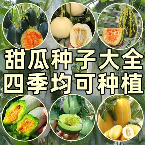 甜瓜种子四季播种香瓜种子羊角蜜白沙蜜种子甜庭宝院蔬菜水果种籽
