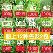 100种开春季 蔬菜子茄套餐丝瓜黄瓜辣椒HICREAT豆角蔬玉种春米子农