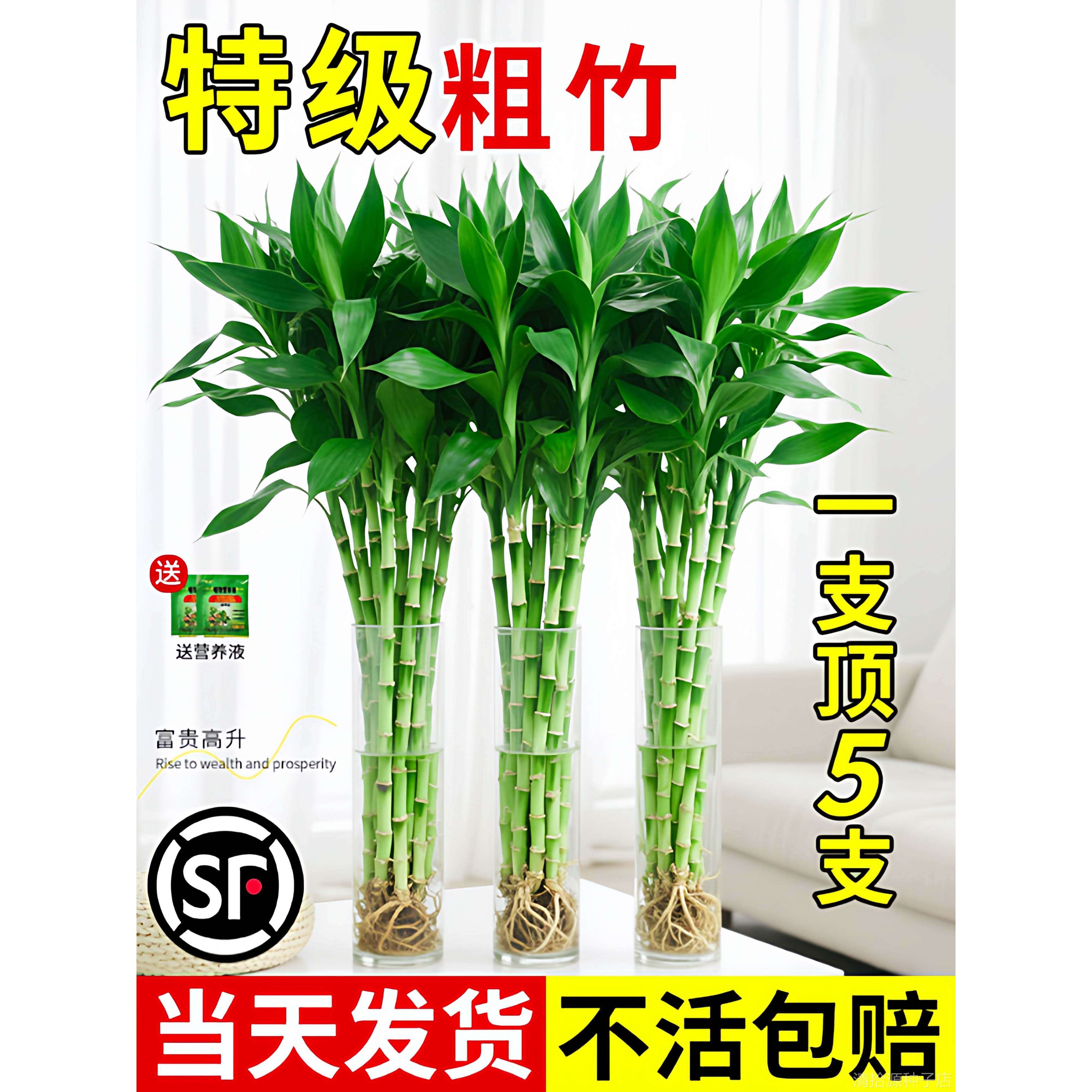 富贵竹水培植物客厅招财花卉绿植盆栽室内四季好养粗杆带根水竹子