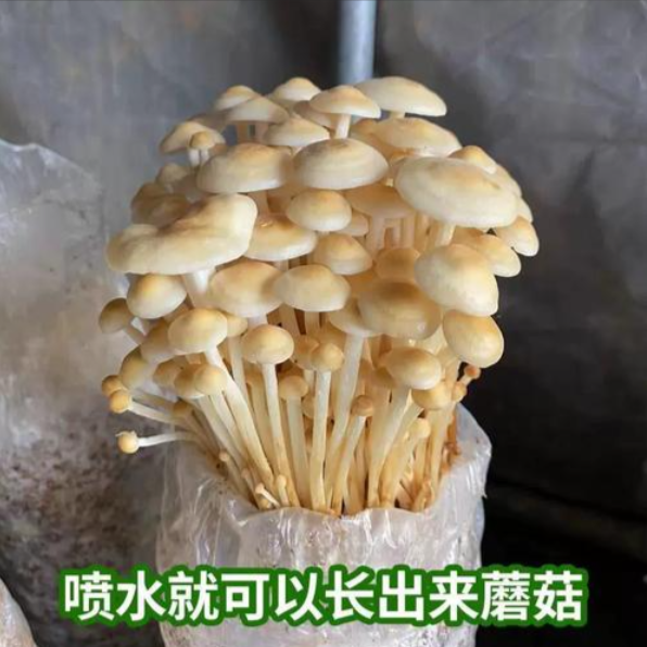 金针菇菌包袋装蘑菇种植包菌种盆栽家庭种菌菇食用家庭新平鲜菌棒