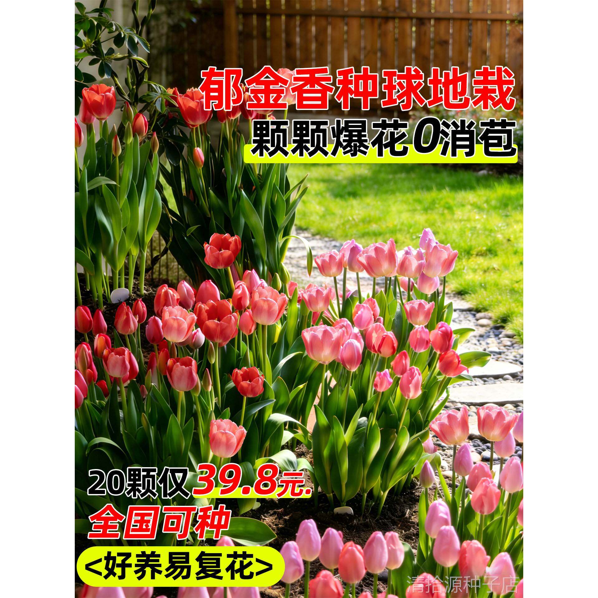 郁金香种球地栽100个荷兰进口种子盆栽水培植物五5度耐寒花卉