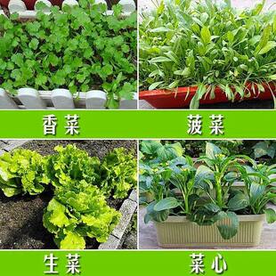 秋冬蔬菜种子全九大月原装种子香菜白菜羽衣甘蓝萝卜耐寒蔬菜种子
