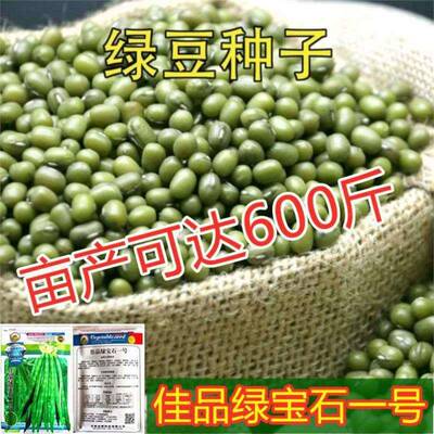 大粒早熟绿豆种子60天高产种农子科院发芽专用绿豆籽