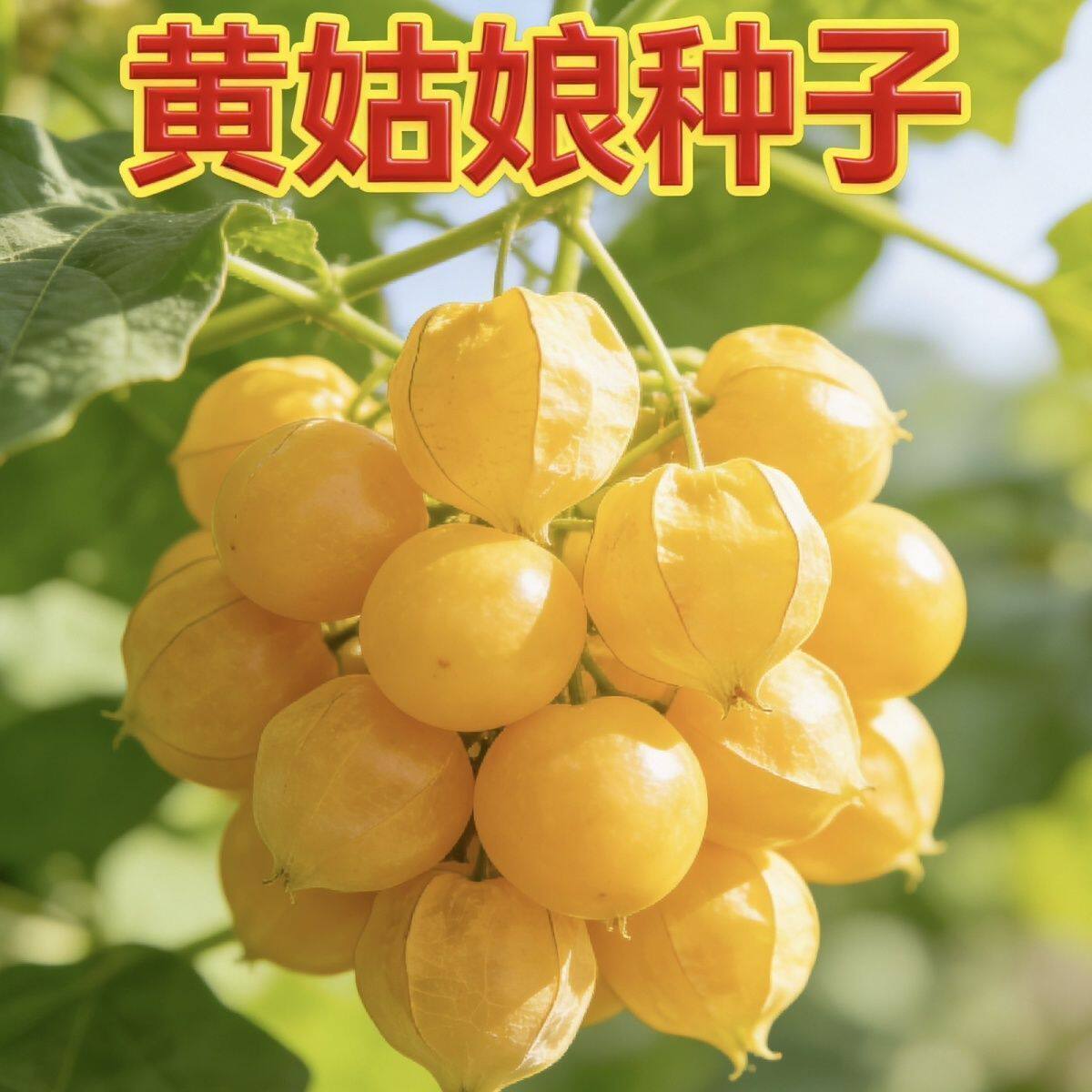 耐热水果姑娘果种种子苗黄姑娘果子菇娘果东北灯笼果水果四季苗秧