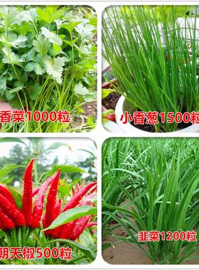 秋蔬菜种莓子冬大全室内农菜家阳台庭院播种香外生菜草辣椒菜上海