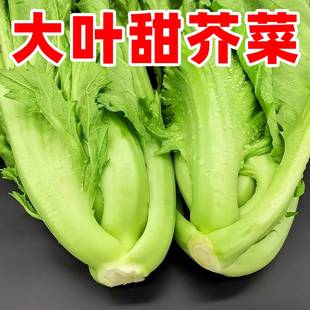 大叶甜芥菜种子四季耐热阳台花盆蔬菜种菜籽包心芥菜盖大叶青菜籽