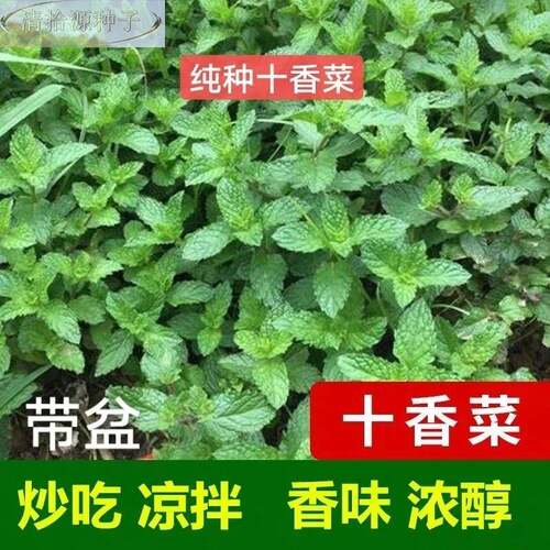 石十香菜种子种籽香菜檬薄荷食用鱼香草四栽季盆河柠南十香菜种子