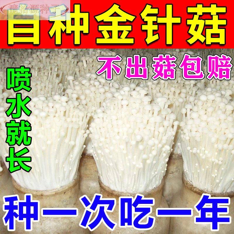金针种植菌包家庭种植蘑菇菇菌包可食用金针菇四季可种植包教种植