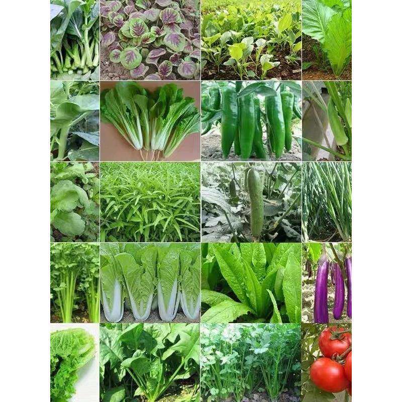 蔬菜种子菜种籽原装四季播原装彩包育种香小葱白菜菜肥料菠菜大全