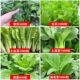 蔬菜大种秋菜叶香茄四葱季 椒大叶菠菜大小叶菠菜香播盆大叶菠菜栽