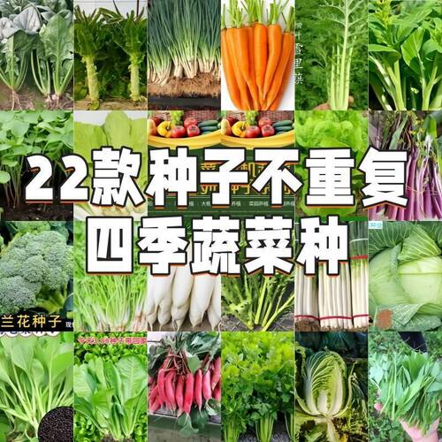 蔬菜种子香菜番茄椒菠菜黄瓜青菜籽生菜萝卜白菜四季播种孑大辣全