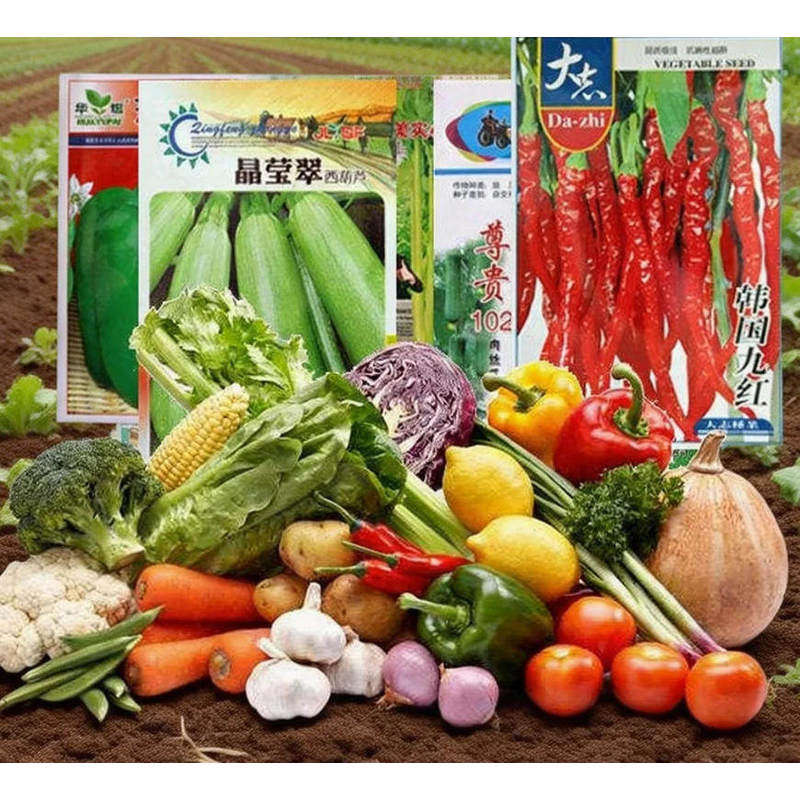蔬菜种子组合装四季播菜种籽阳台盆栽庭院易种春秋季菜肥种子大全图片
