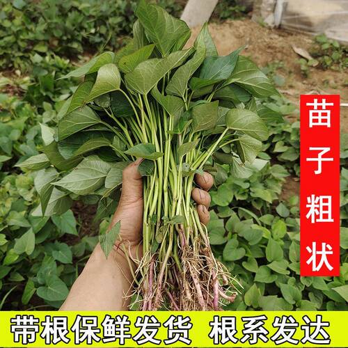红苗薯苗秧山东烟薯25号蜜薯苗种西瓜红紫薯板栗山芋番薯地瓜秧吃