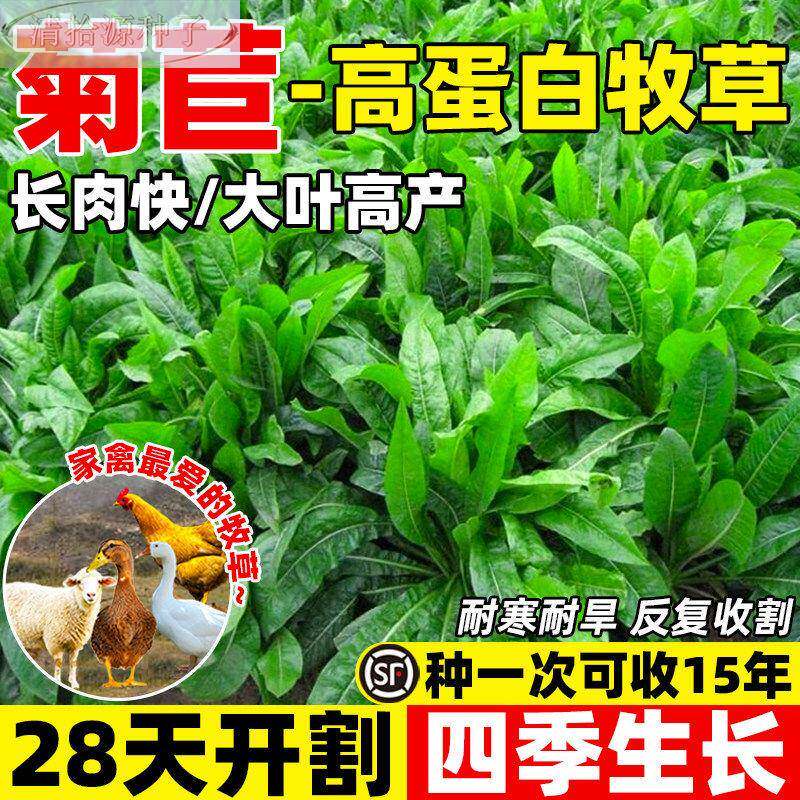 将军菊苣四季大叶菊苣种种子养殖牧草草籽鸡鸭鹅牛羊猪草高产子籽