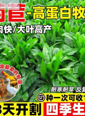 将军菊苣四季大叶菊苣种种子养殖牧草草籽鸡鸭鹅牛羊猪草高产子籽