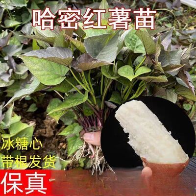 哈密白心红薯苗冰糖心红薯秧苗地瓜种植种子粉甜山芋苗包邮100颗
