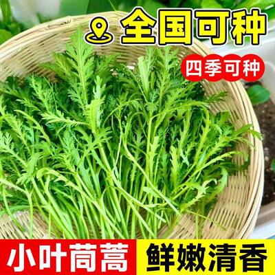 小叶茼蒿园艺皇帝菜蒿子光杆青菜种籽秋冬季阳台蔬菜茼蒿园艺大全