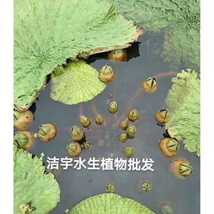 高产芡实种籽鸡头米鸡欠头果种子苏芡实苗茨实鸡头莲梗杂交大颗粒