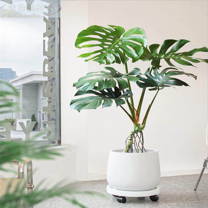 龟背竹水培室内客厅大植型植物四季好养活净化空气桌面办公室绿花