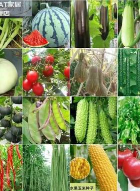 100种开春季春蔬菜子茄套餐丝瓜黄瓜辣椒HICREAT豆角蔬玉种米子农