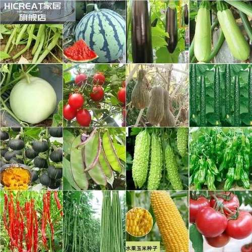 100种开春季春蔬菜子茄套餐丝瓜黄瓜辣椒HICREAT豆角蔬玉种米子农