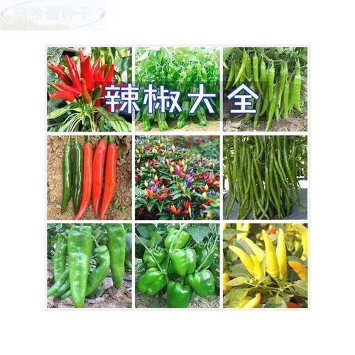 小米辣椒种子线椒二荆条种籽杭椒园艺用品盆栽菜籽种植菜种子大全