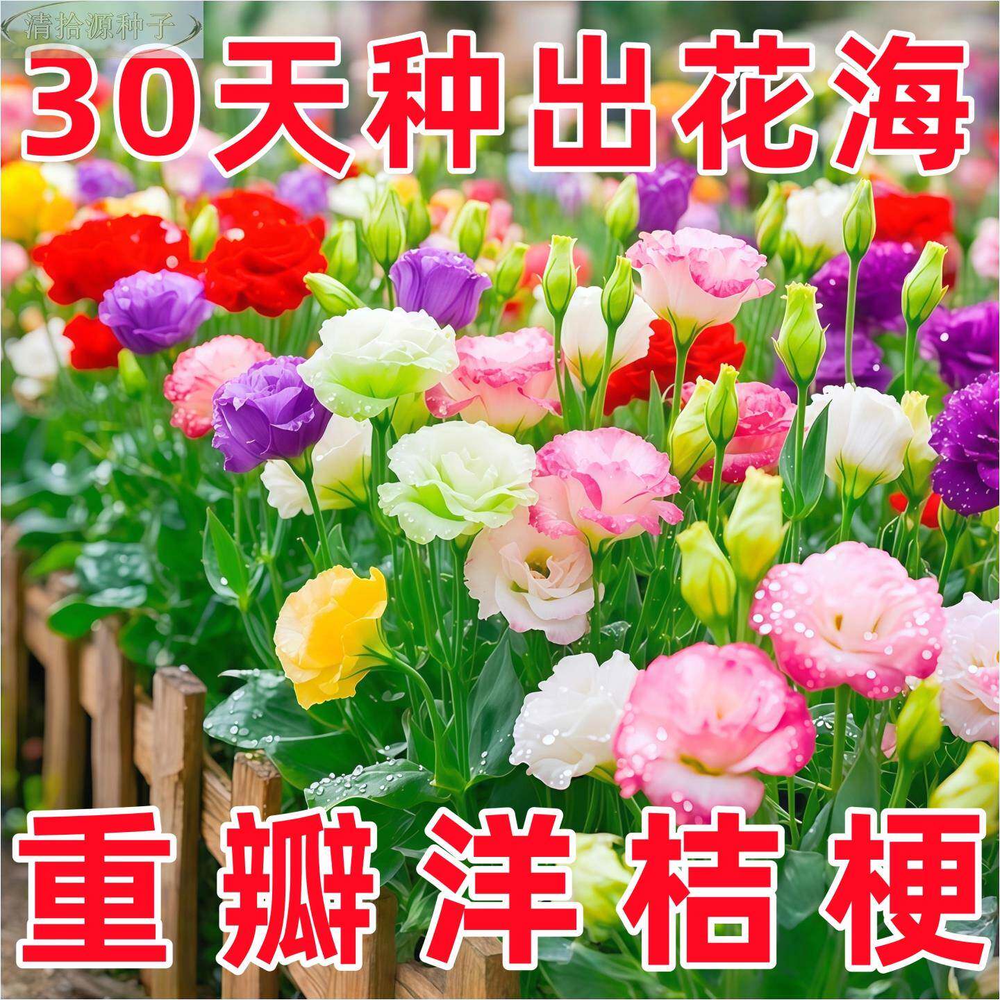 洋桔梗花种子花苗四季易种室内外开花种孑土壤盆栽花卉花种籽花籽图片