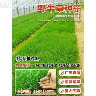 牛草草籽护坡固土草坪草种籽矮生四季常青耐旱耐寒可做牧草种野子