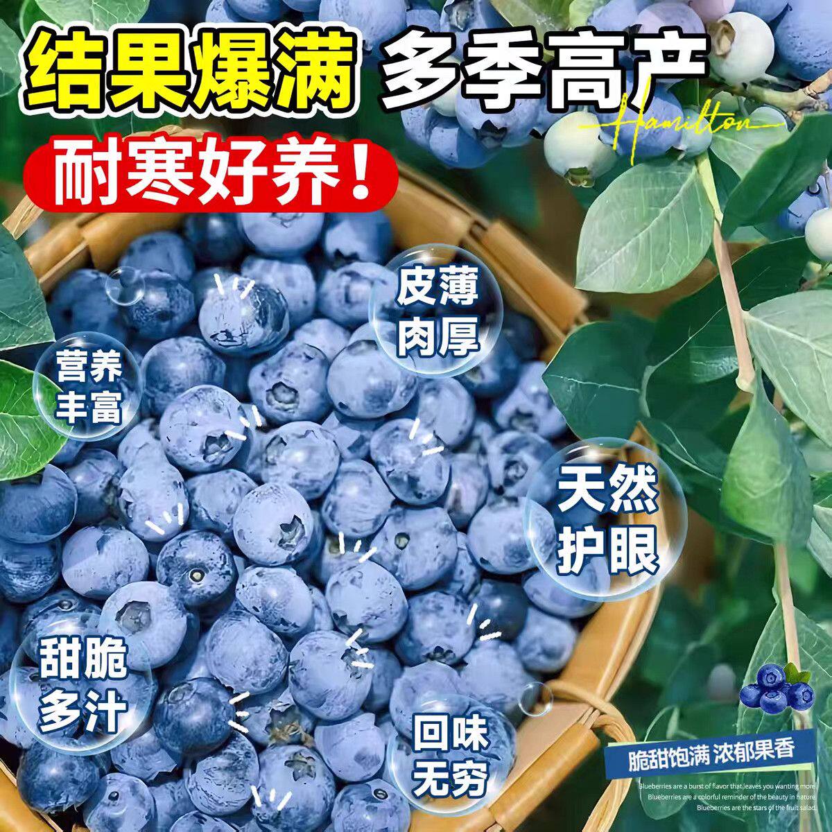 蓝莓树果苗带花苞蓝莓苗南北方种植兔眼特大阳台盆栽树苗当年结果