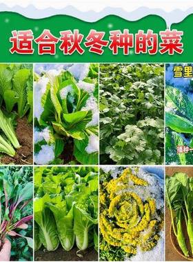 66种开春季春蔬菜子套丝瓜黄瓜辣餐椒HICR蔬EAT豆角玉种米茄子农