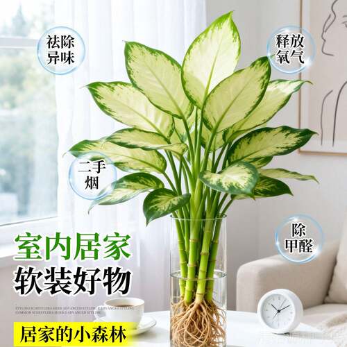 玛丽安粉黛万年青盆栽桌面好养水培花卉办公室绿植发财黄金银皇后