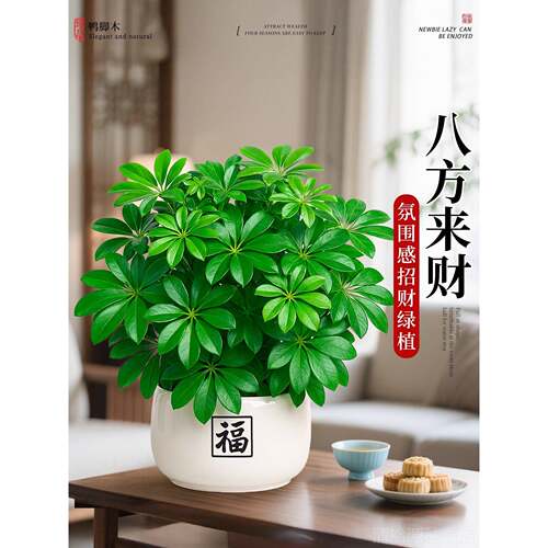 鸭脚木盆栽八方来财室内招财旺宅办公室桌面工位绿植盆景四季常青