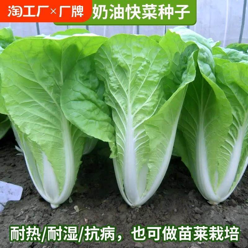 四季奶油小白菜快菜种籽速生菠菜生菜萝卜阳台营养土种菜种子大全