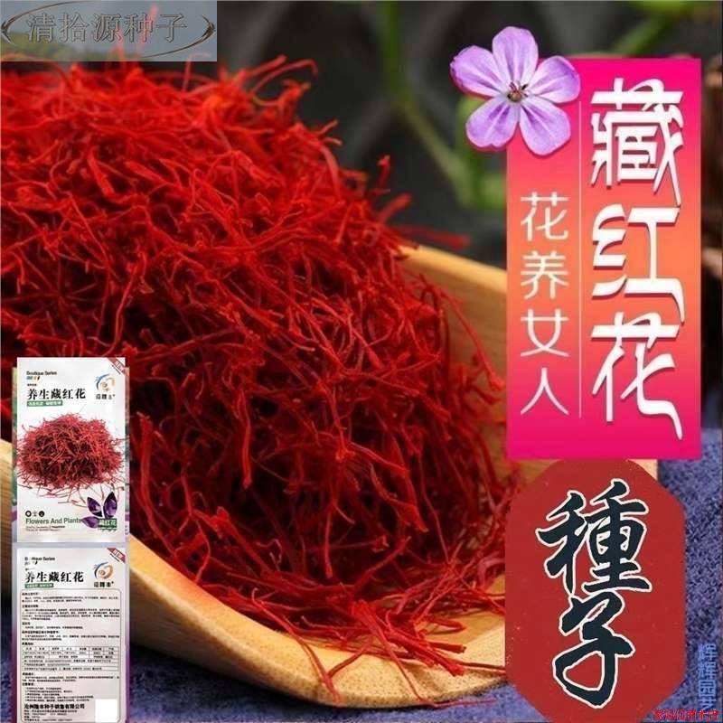 藏红花种子野生红花种子优质养生藏红种子红花花种子种子大全