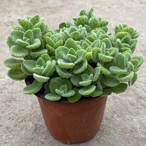 碰碰香一抹香盆栽迷迭香植物荷绿植室内香味花卉阳台薄驱蚊肉老桩