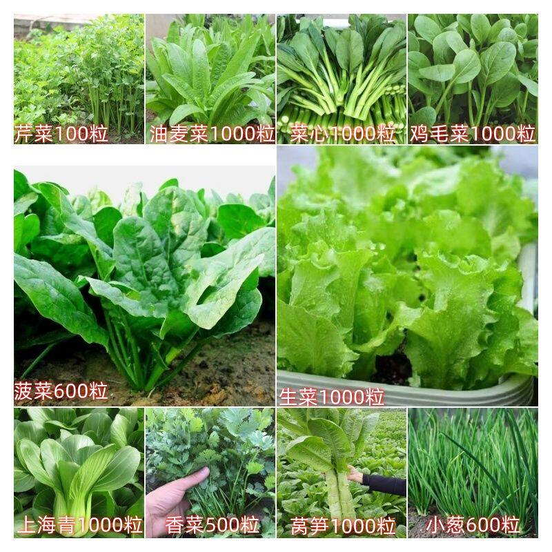 四季菜种子适合秋播苔藓水培种植青菜生菜香菜菠菜阳台菜籽种大全