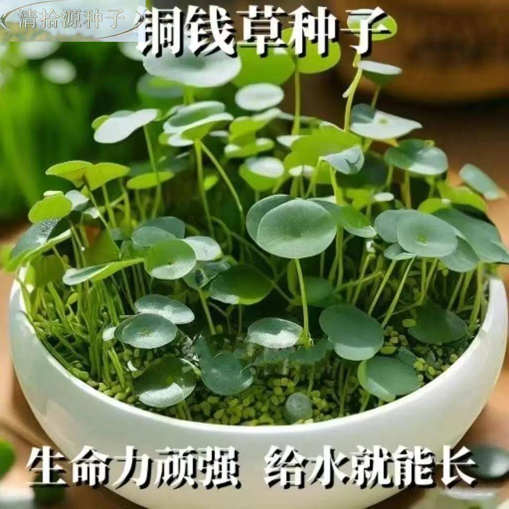 栽铜钱草水养草种籽水培庭土培金钱盆花种子超大号四季院阳台级种