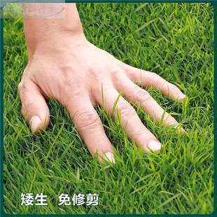 籽百慕大草籽绿化工程护坡固土包衣净四季常青免修剪矮生草坪种子